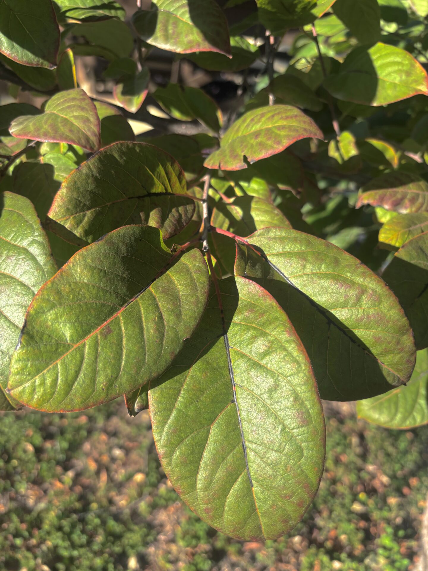 diospyros virginiana - persimmon - leaves
