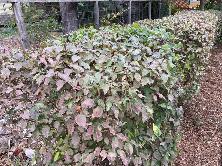 Rough leaf dogwood sheared like a boxwood hedge on the San Antonio River.