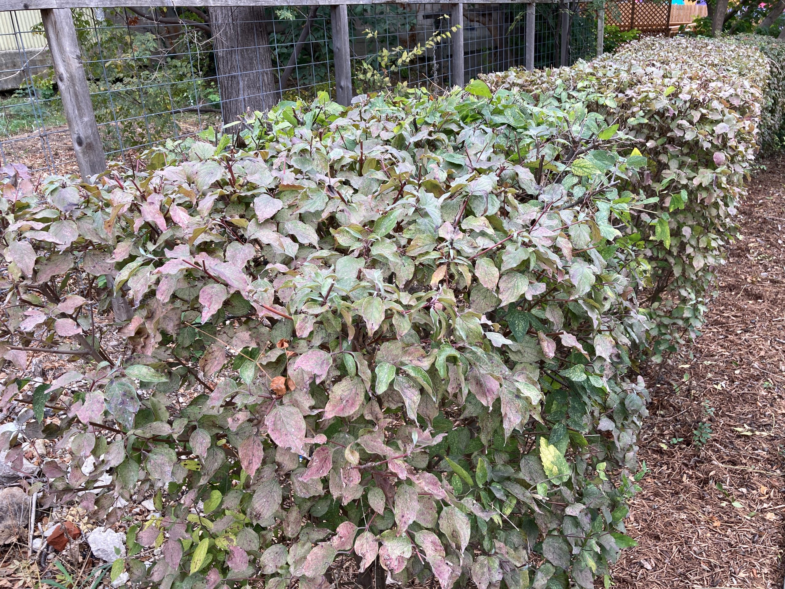 Rough leaf dogwood sheared like a boxwood hedge on the San Antonio River.