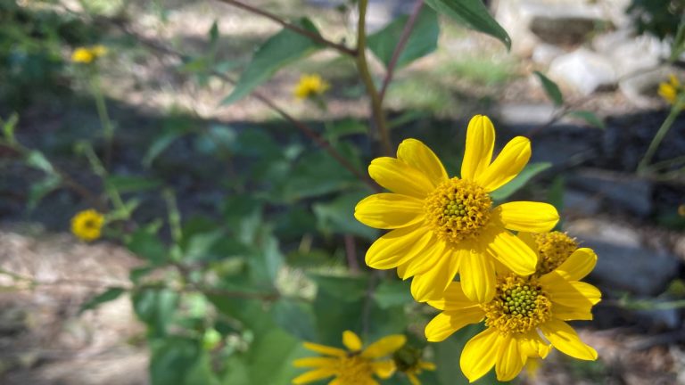 Goldeneye flowers in autumn shade