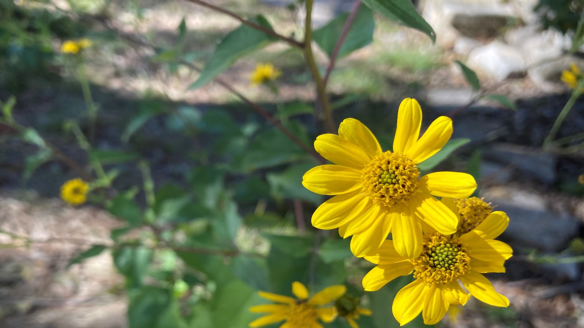 Goldeneye flowers in autumn shade