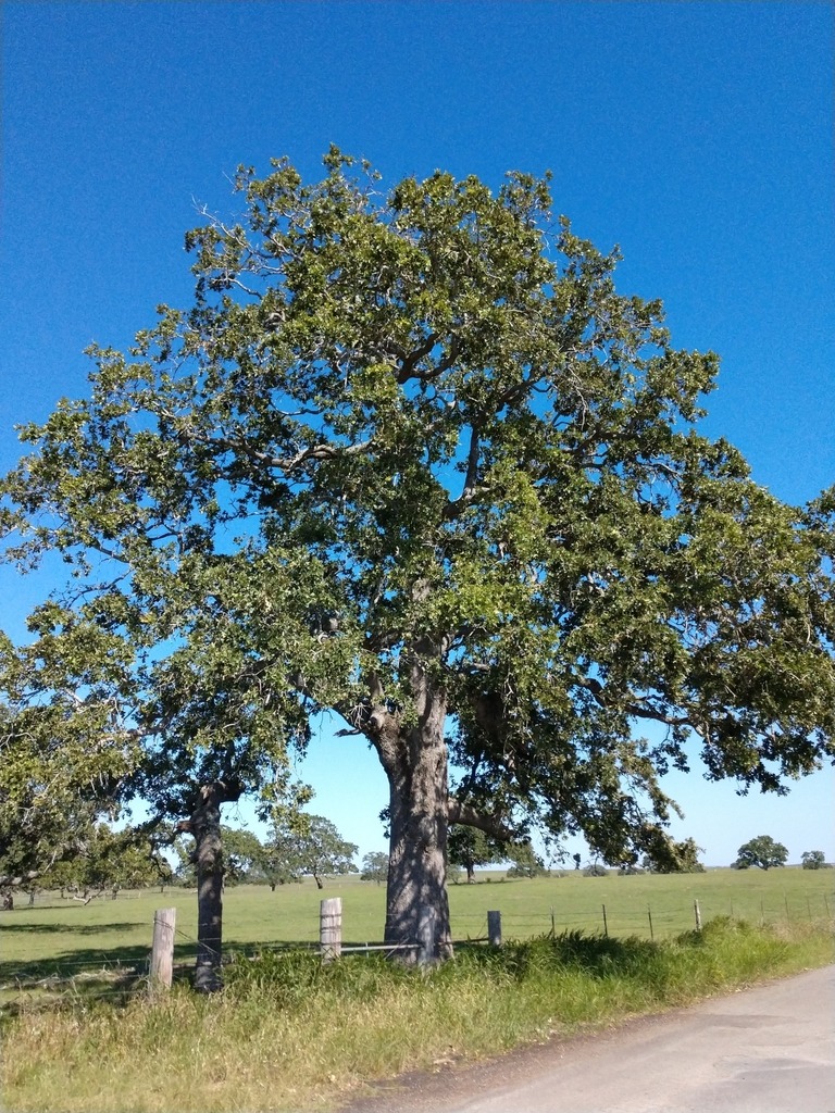 Large tree growing at the edge of a field