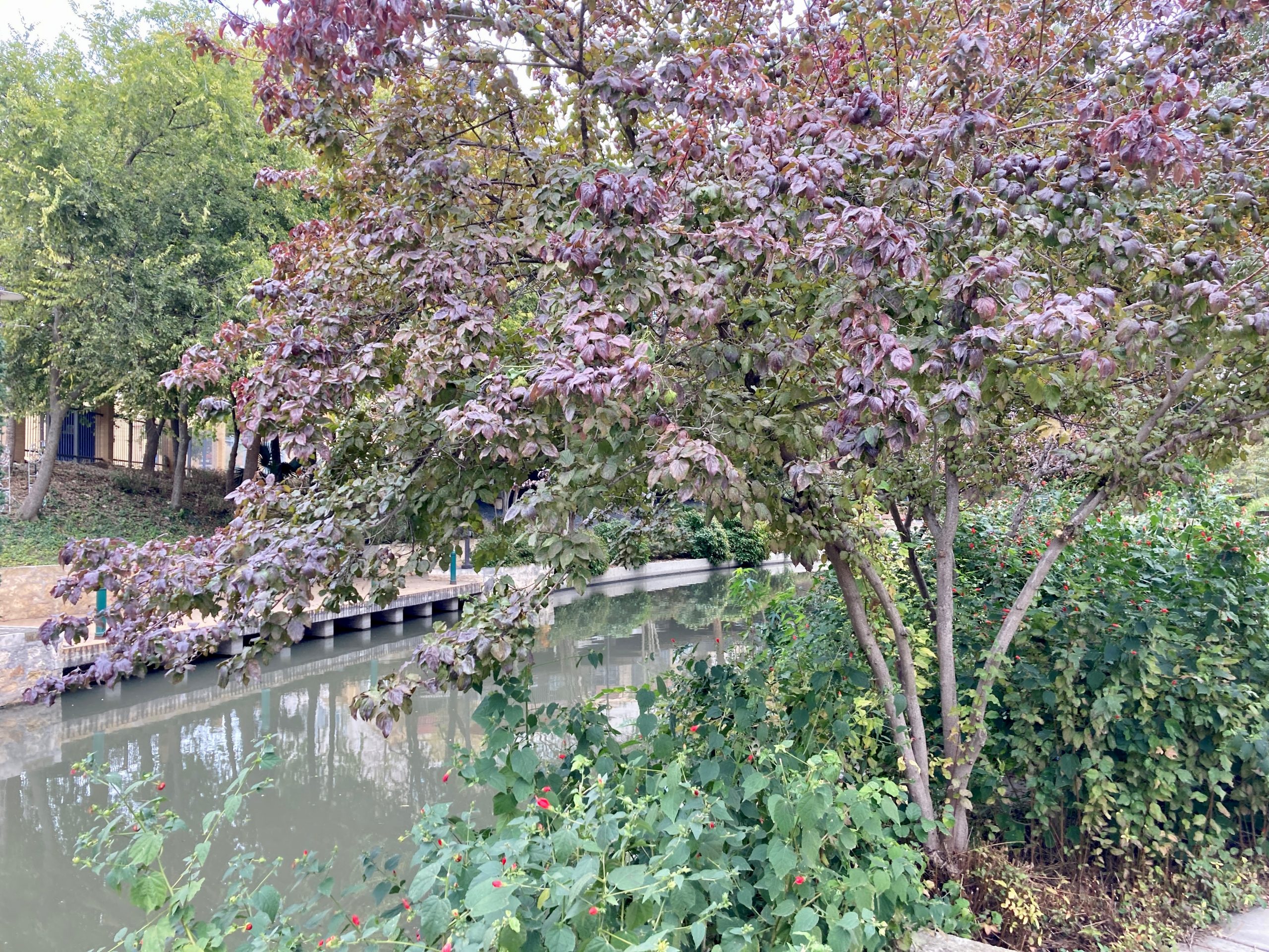 A purple-leaved dogwood on the San Antonio River on an autumn day.