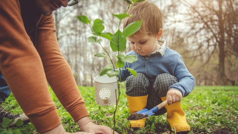 planting tree
