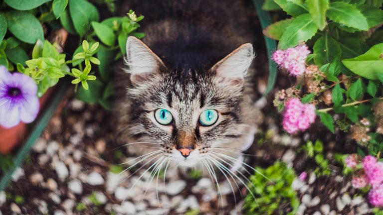 fluffy tabby by flowers