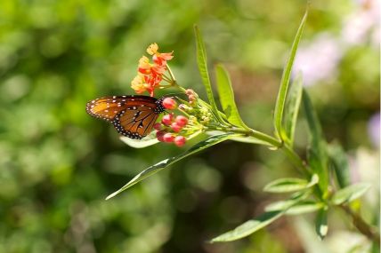 Milkweed is a fantastic flower for pollinators