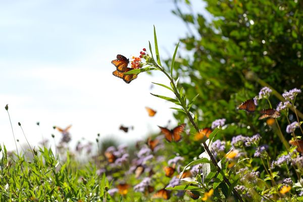 Milkweed is a really good plant for pollinators