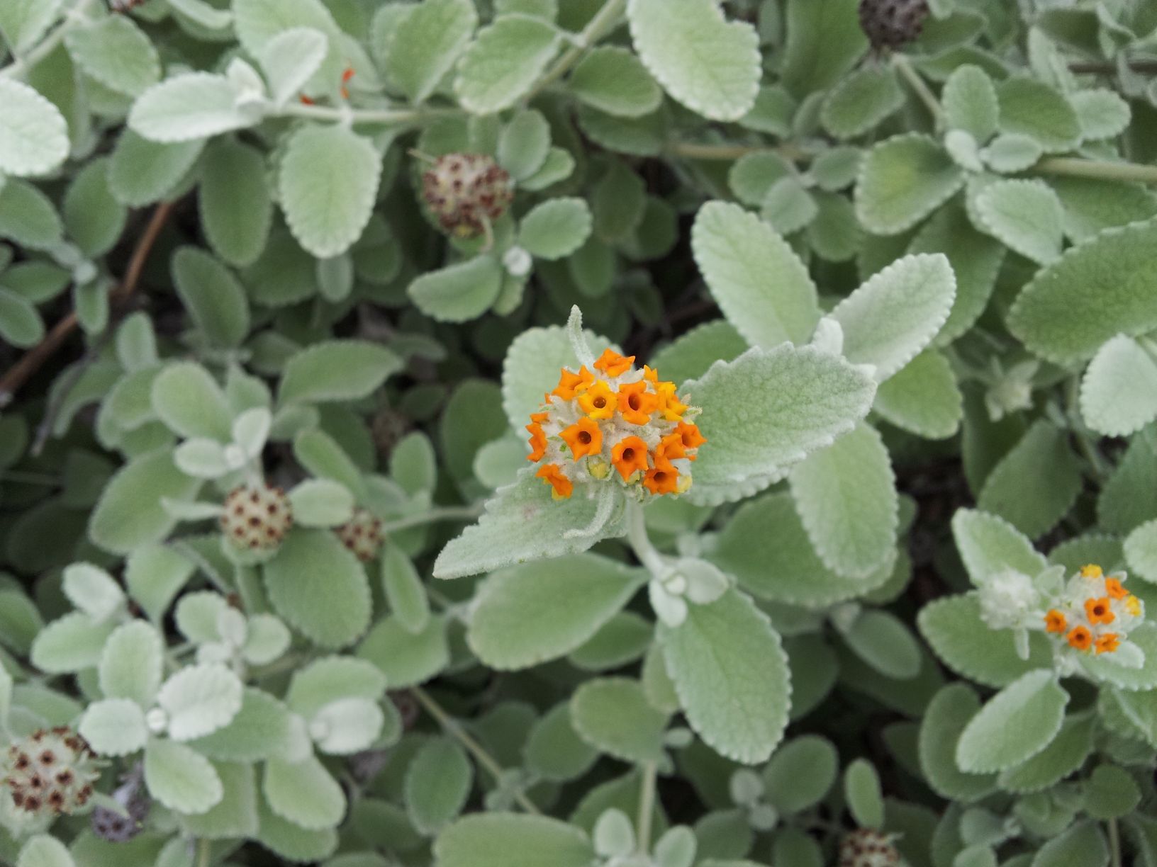 butterfly bush flower