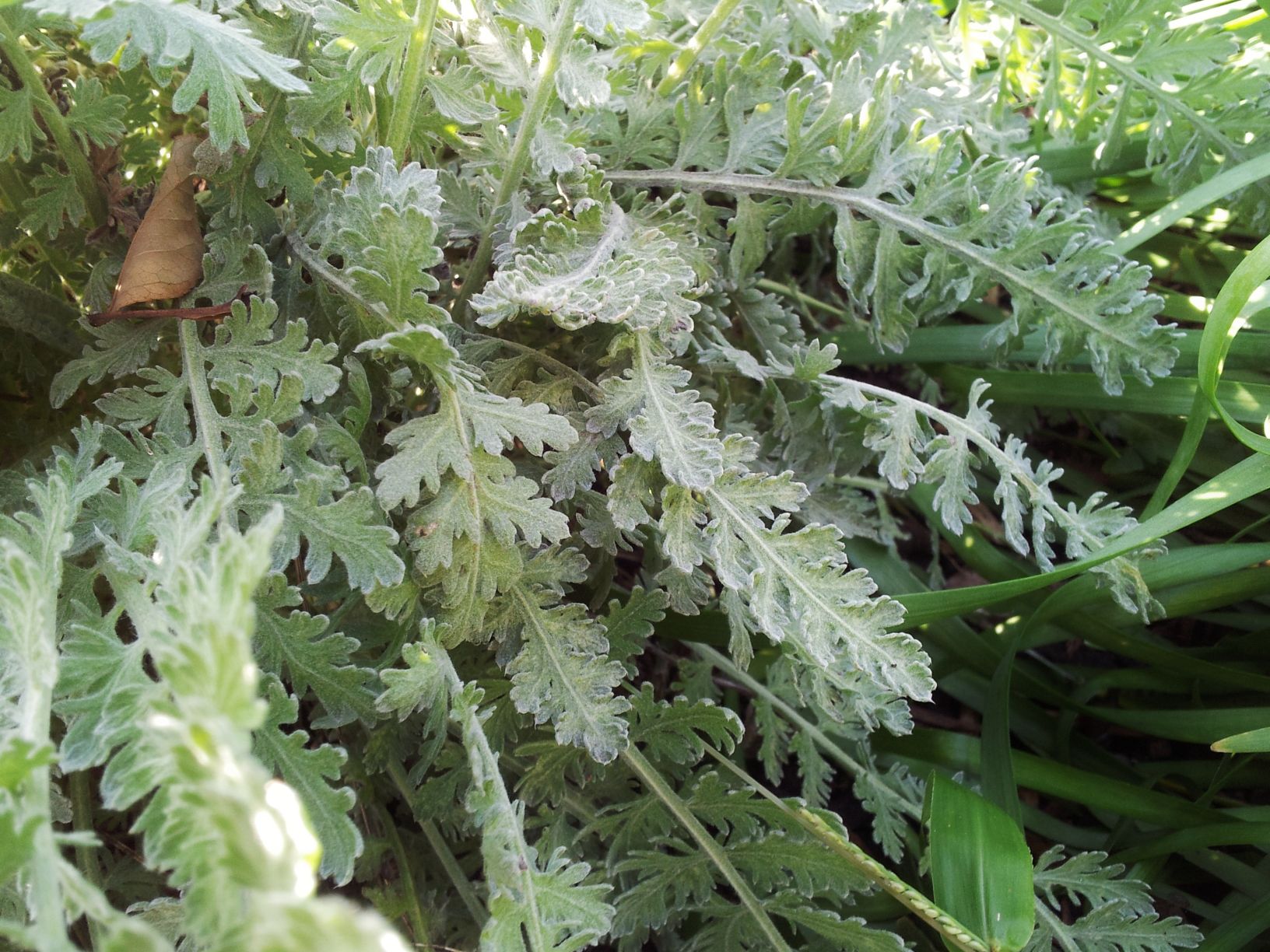 Yarrow leaves