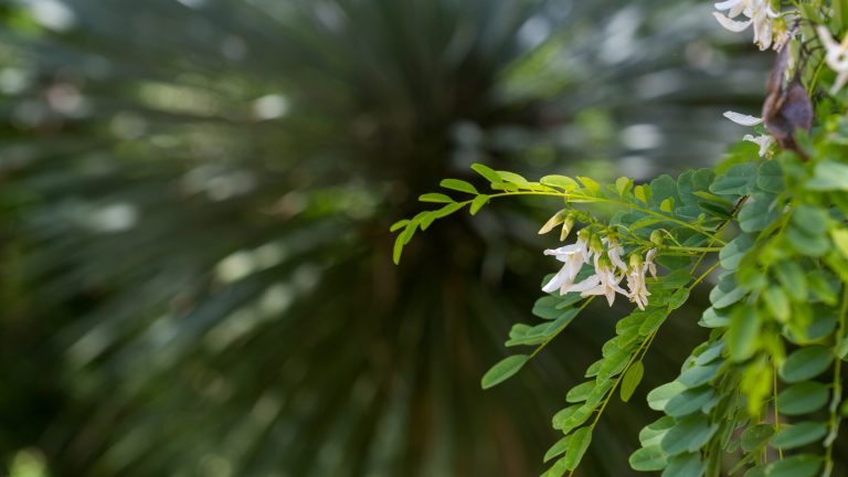 Arroyo sweetwood leaves and flowers.