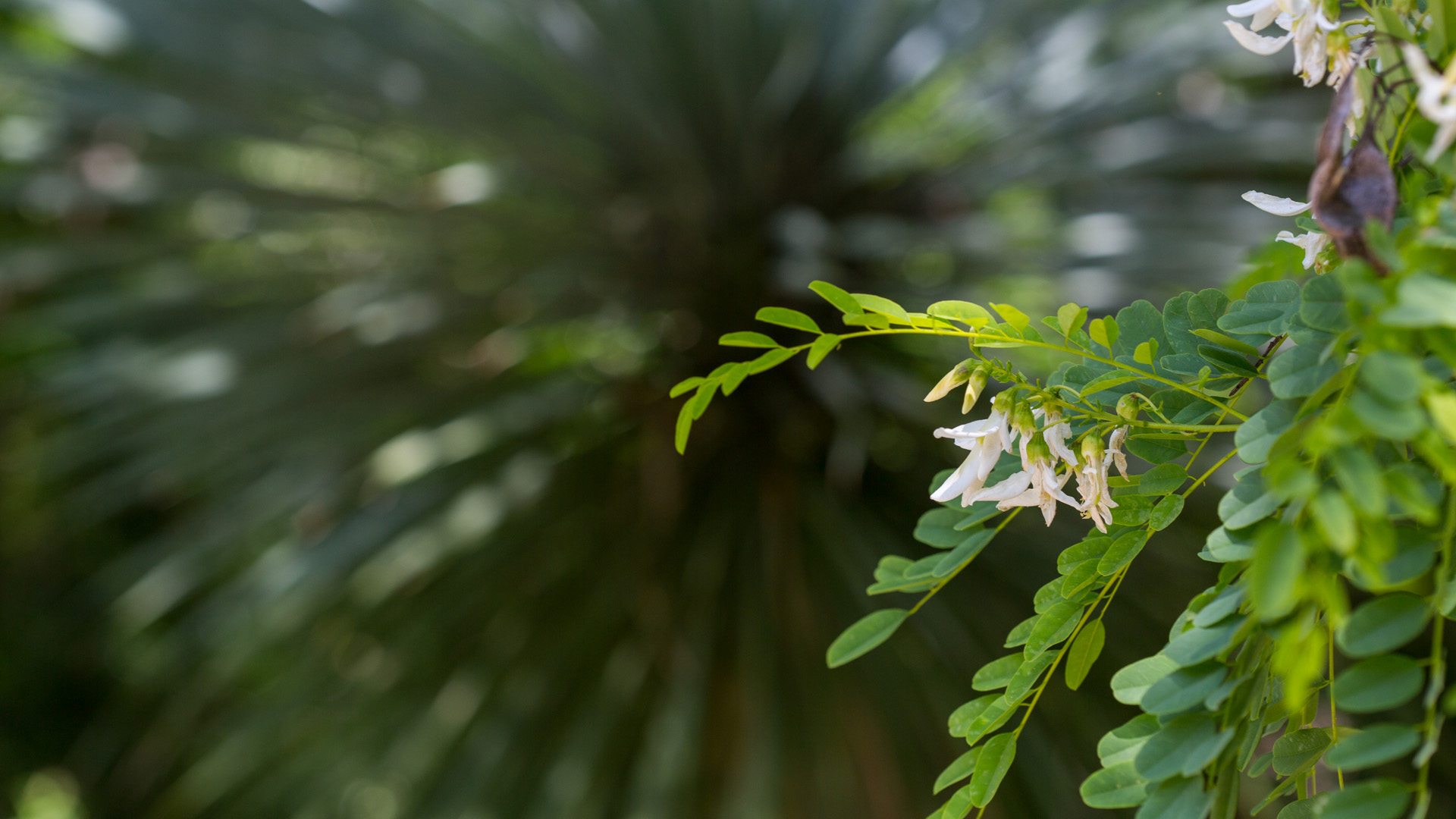 Arroyo sweetwood leaves and flowers.