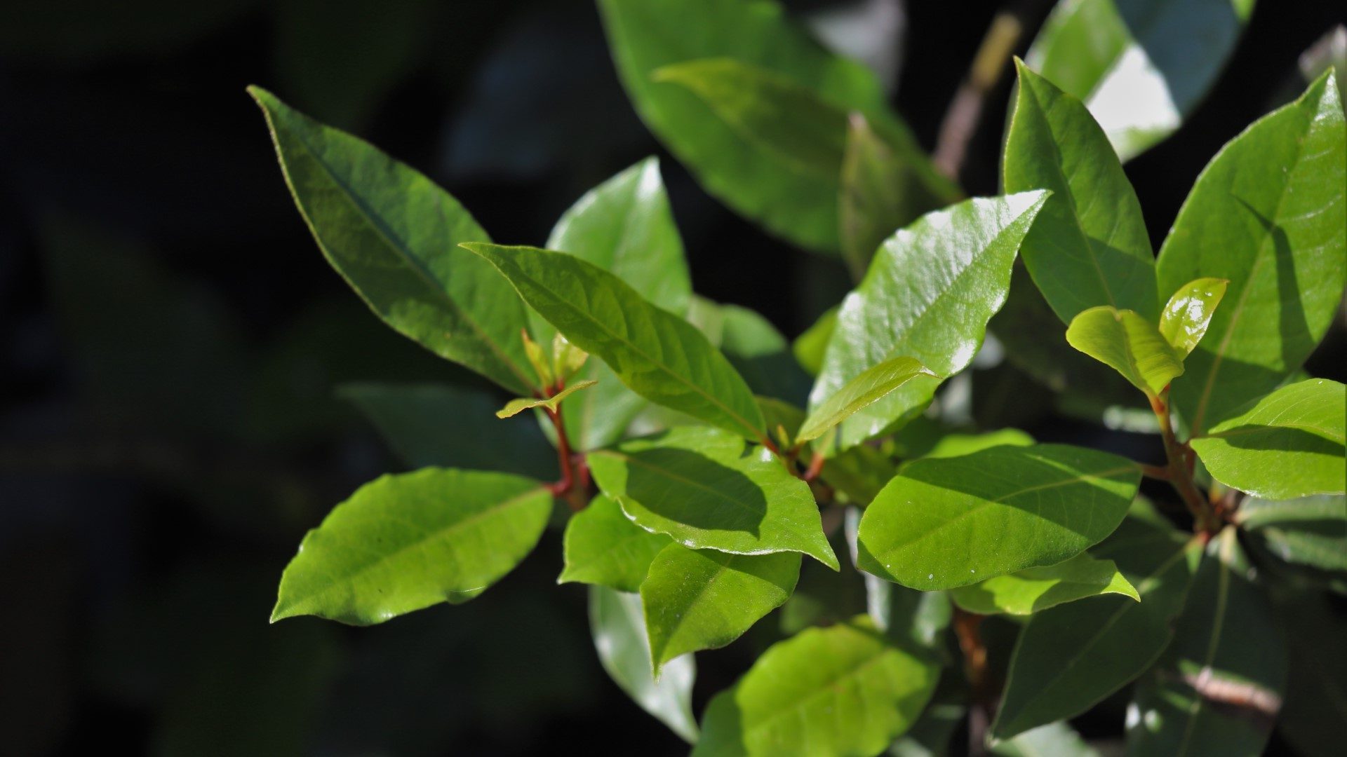 Bay laurel leaves.
