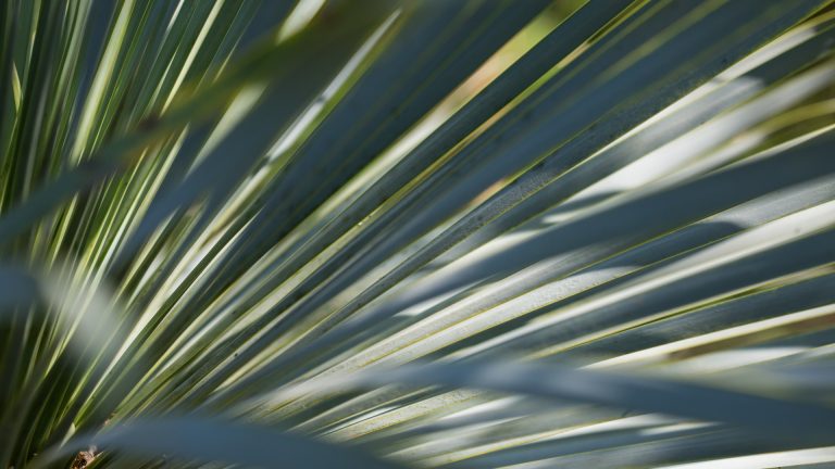 Beaked yucca leaves.