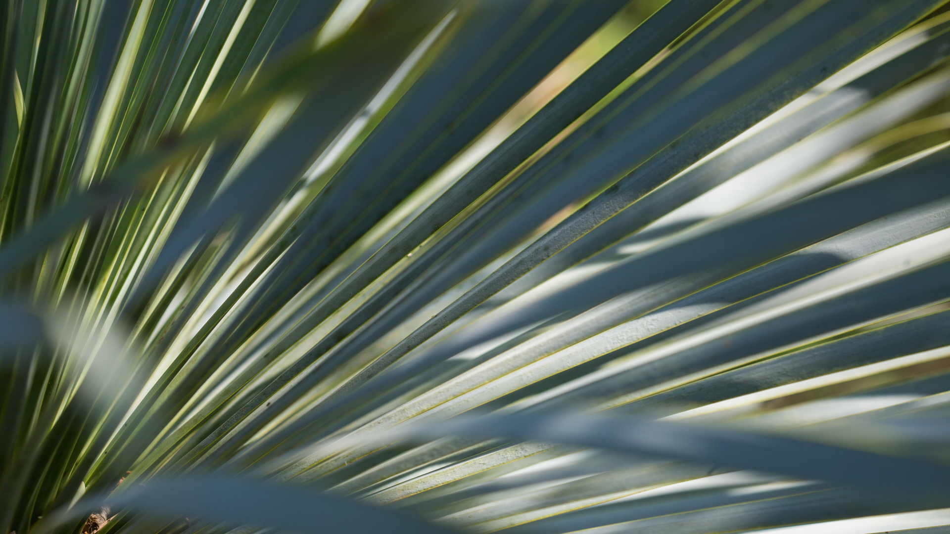 Beaked yucca leaves.