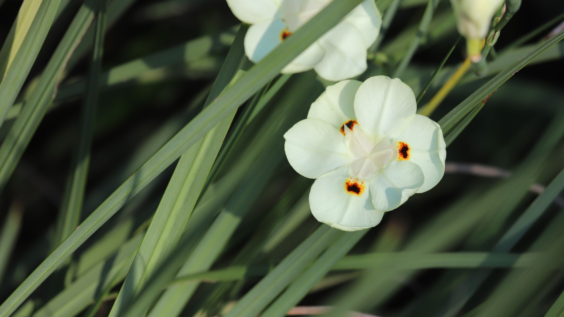 A South African iris with thin swordlike leaves, commonly used in beautification and commercial plantings.