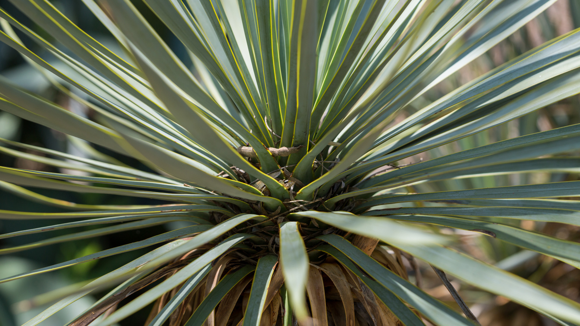 The Mexican grass tree looks like a palm or a yucca, but a closer inspection reveals its leaves are softer.