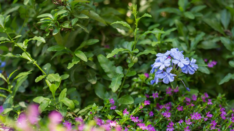 Plumbago leaves and flowers.