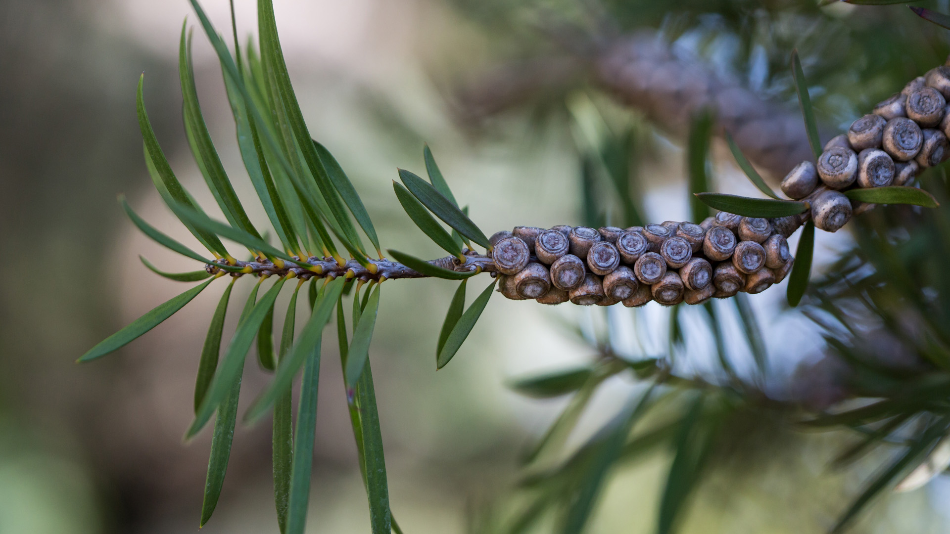 Bottlebrush leaves and seeds.