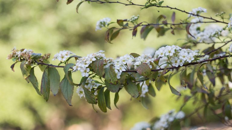 Bridal-wreath spirea leaves and flowers