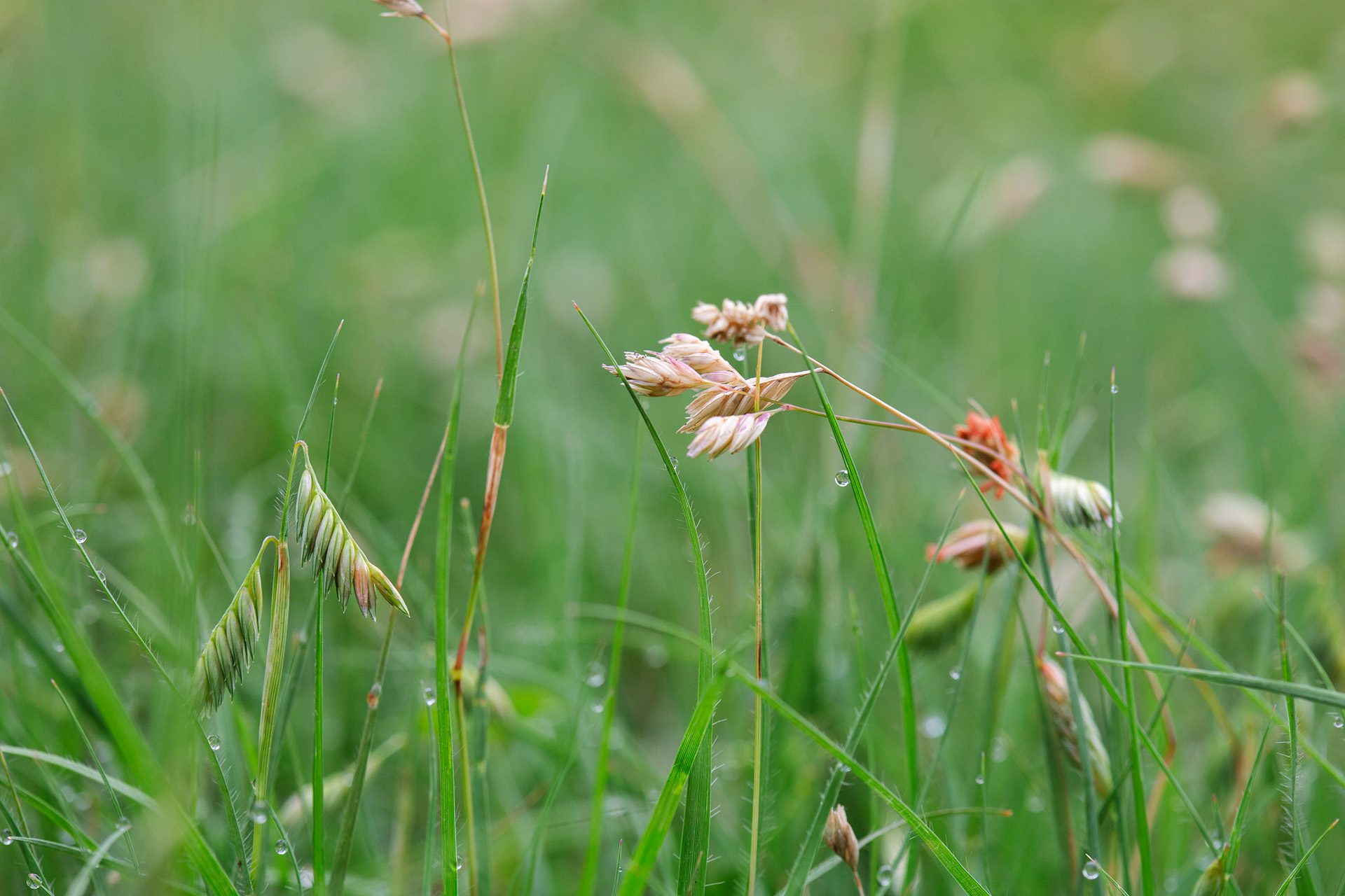 Attractive seedheads on a native buffalo grass.
