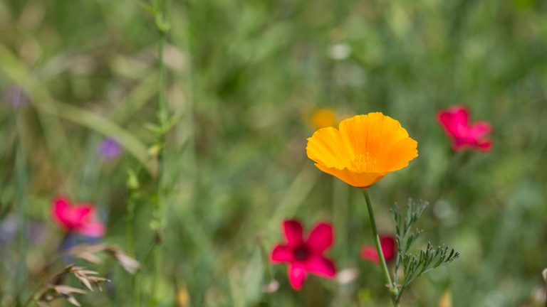 California poppy flower