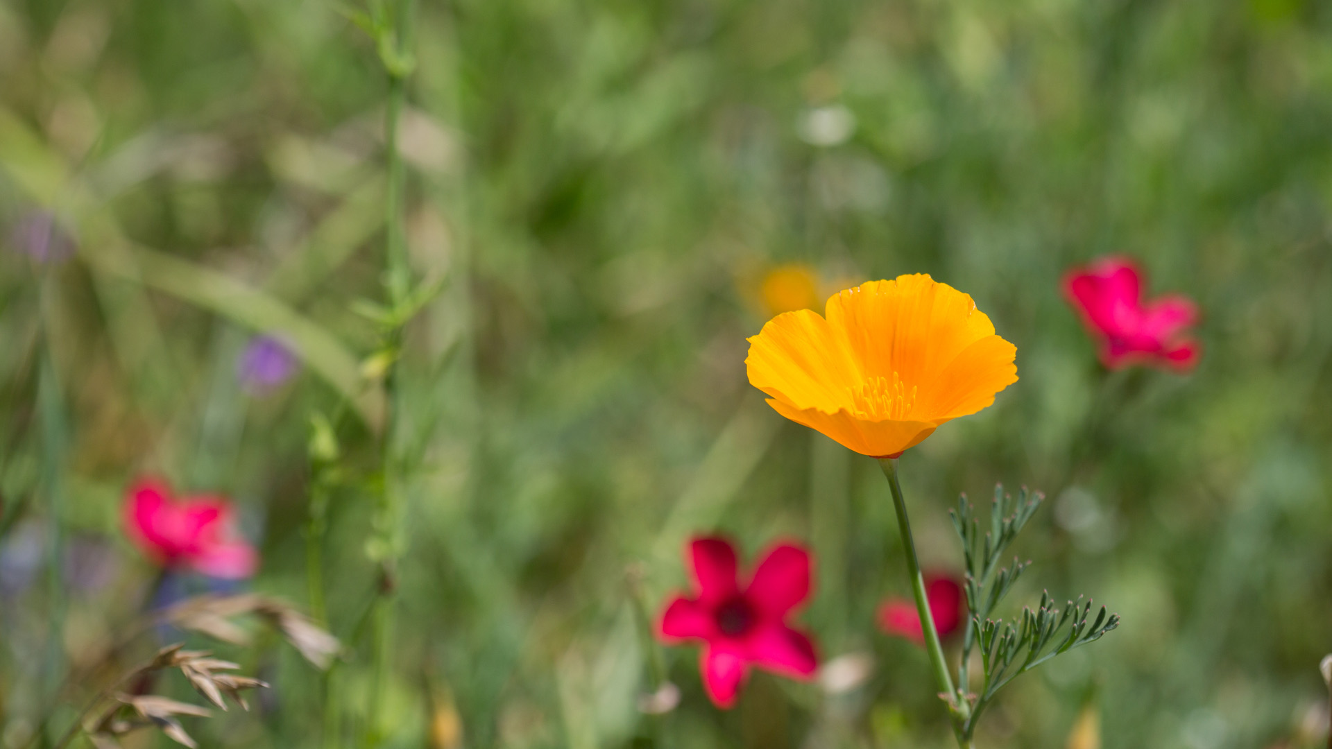 California poppy flower