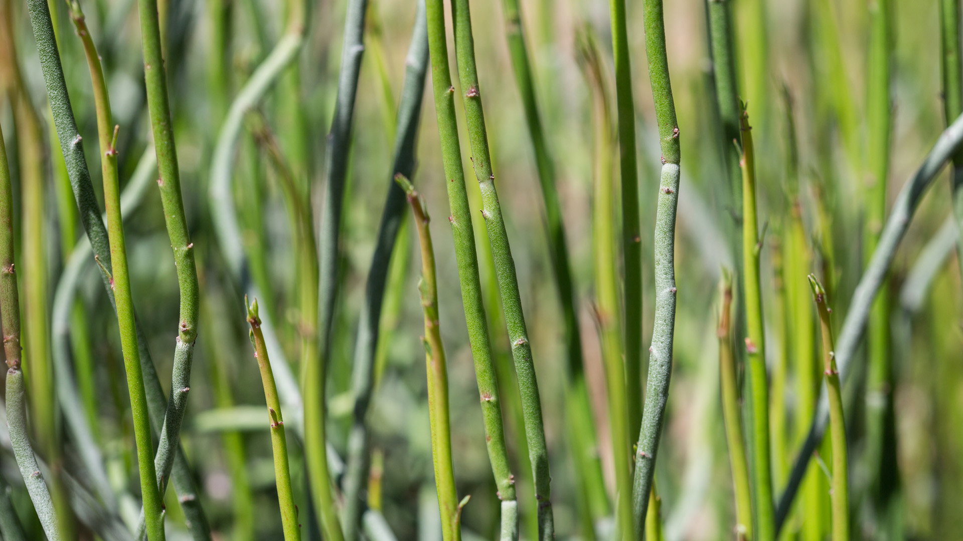 Candelilla leaves