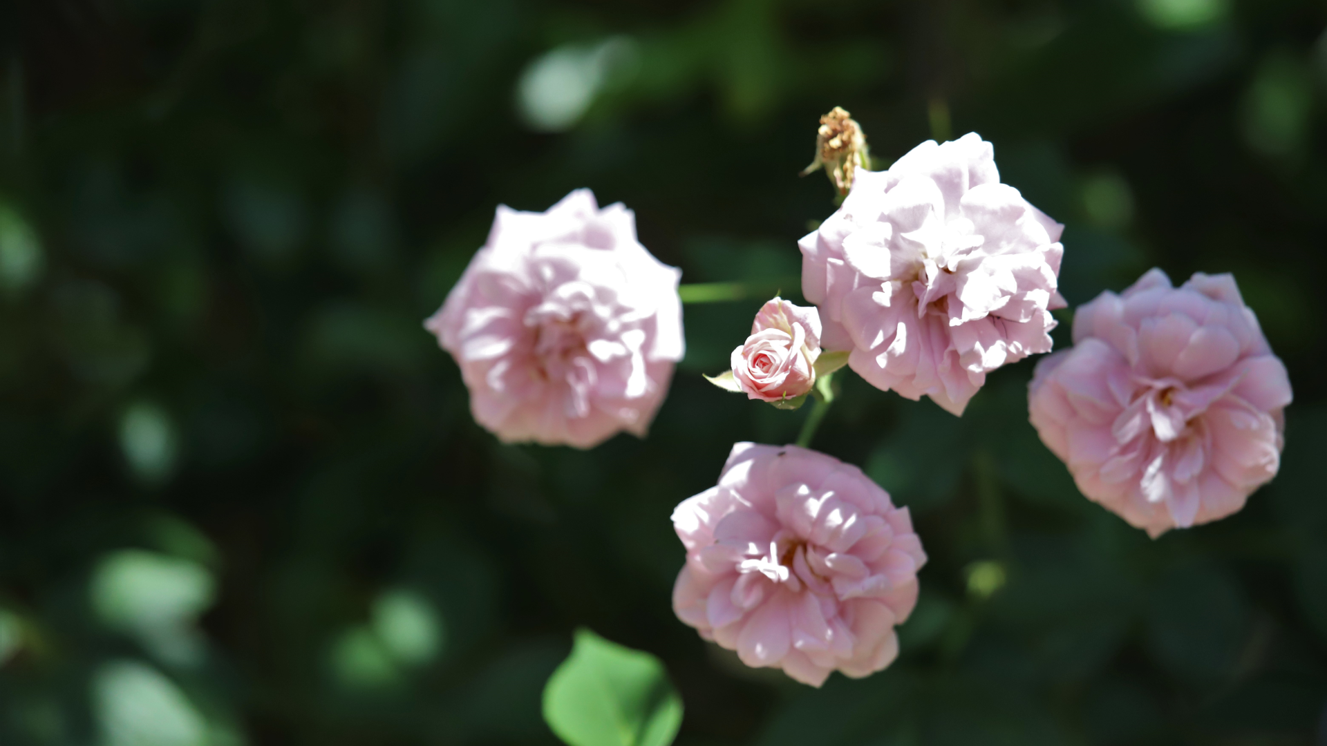 Climbing Cecile Brunner flowers.