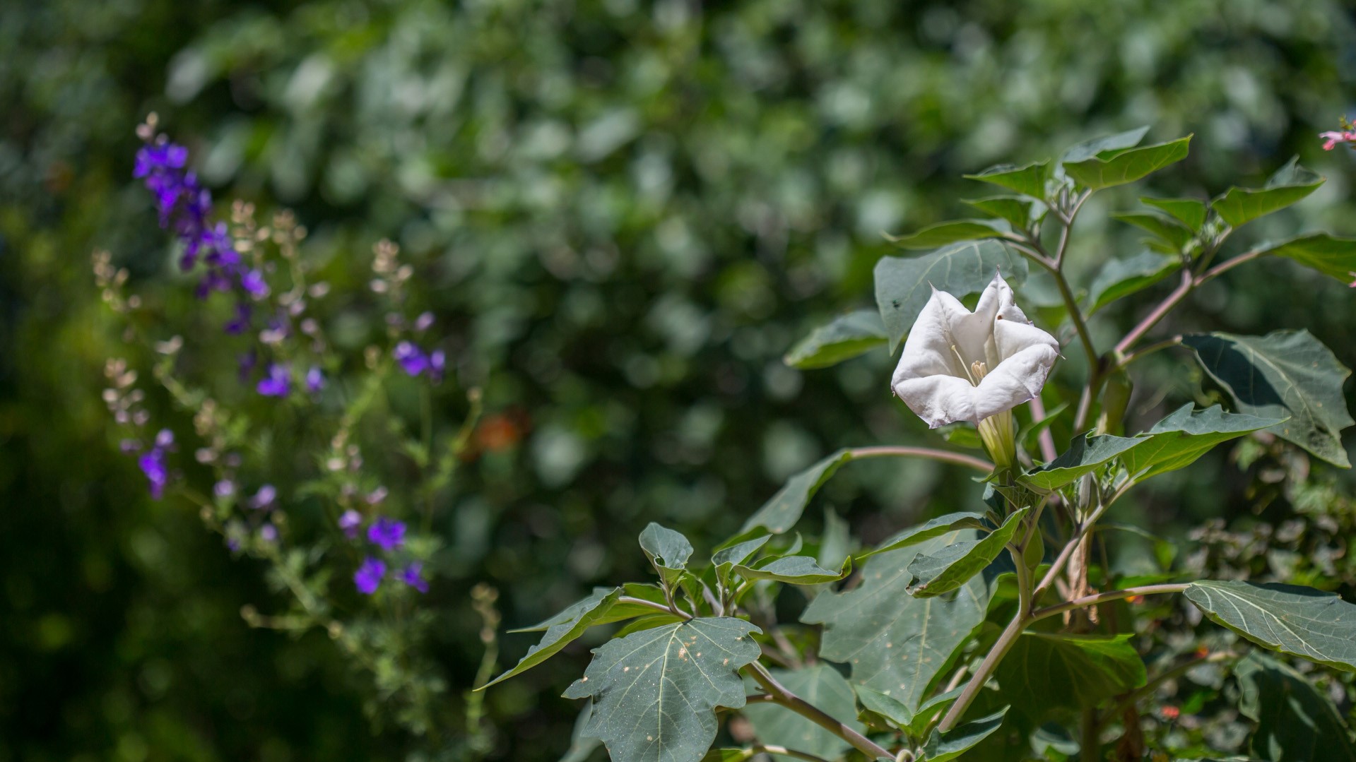 Moonflower with leaves