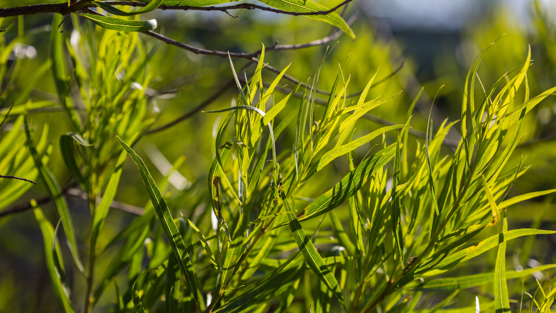 Desert willow leaves.