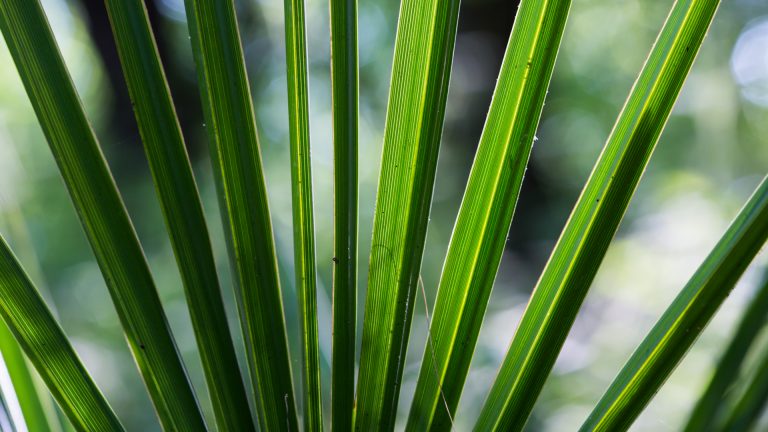 Dwarf palmetto leaves.