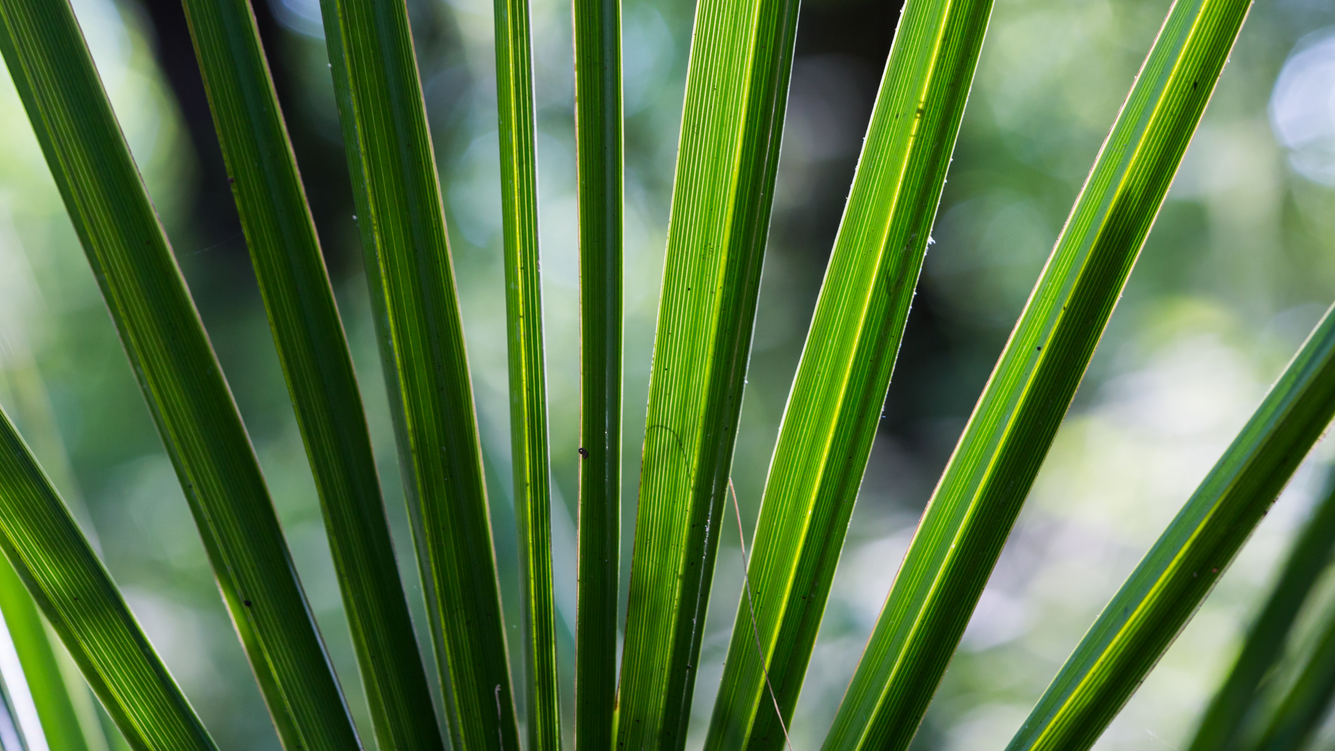 Dwarf palmetto leaves.