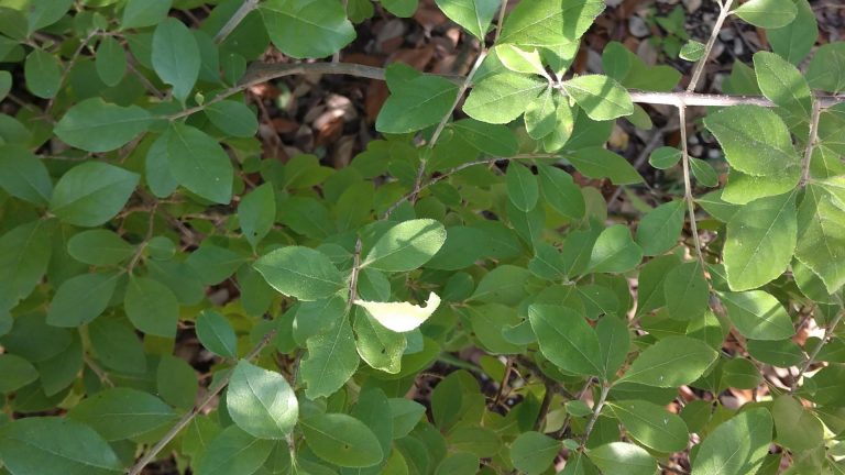 Elbow bush leaves.