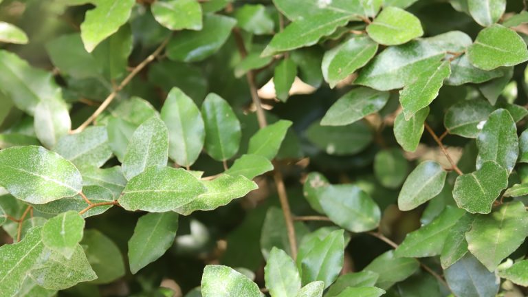 Elaeagnus leaves.