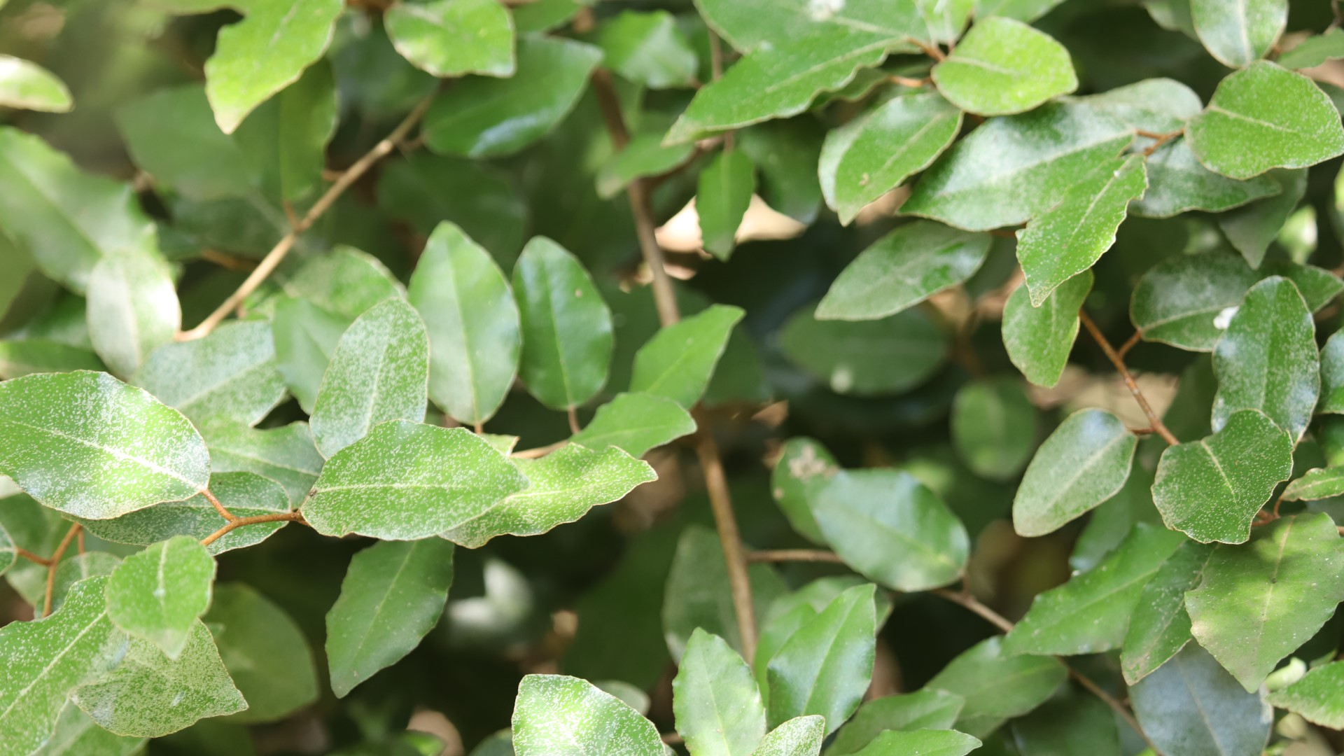 Elaeagnus leaves.
