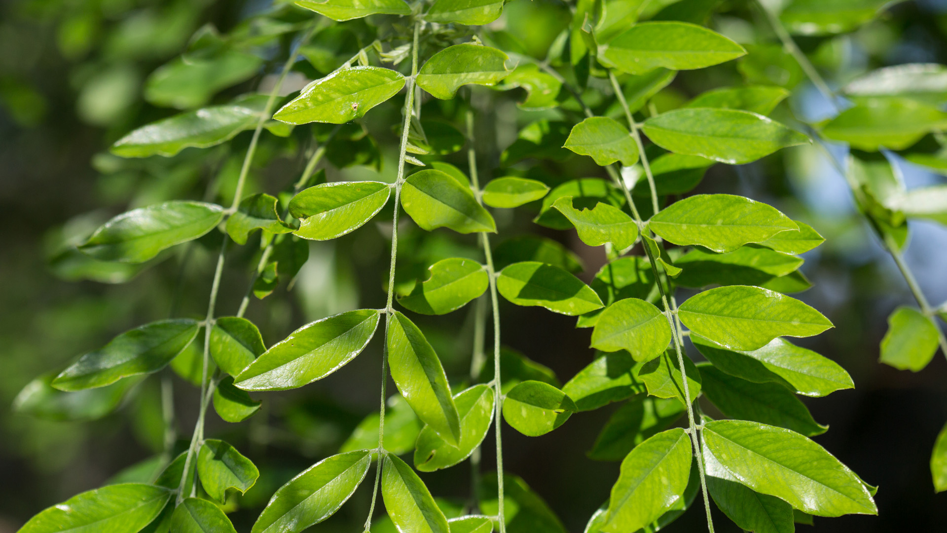 Eve's necklace leaves.