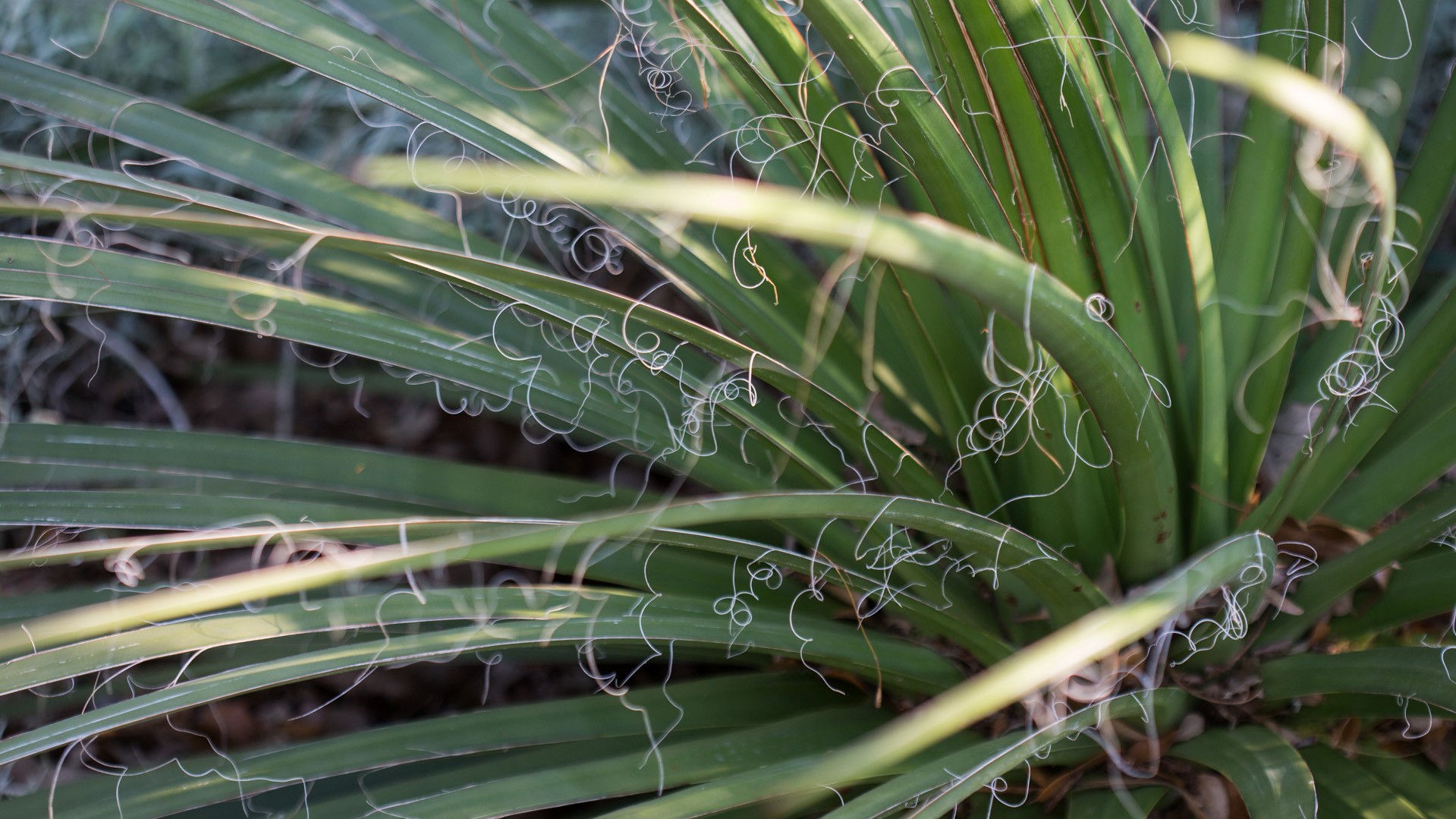 Big Bend yucca leaves.