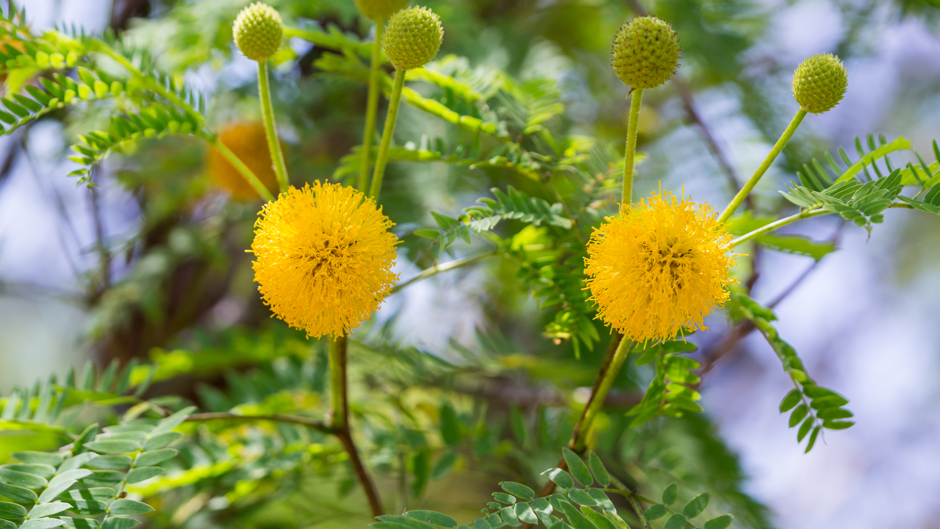 Golden ball lead tree leaves and flowers.