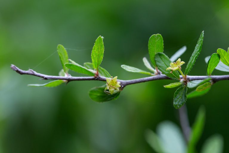 Texas hog plum is known for its tiny dry fruits, but the bright flowers can be so tiny they're rarely noticed.