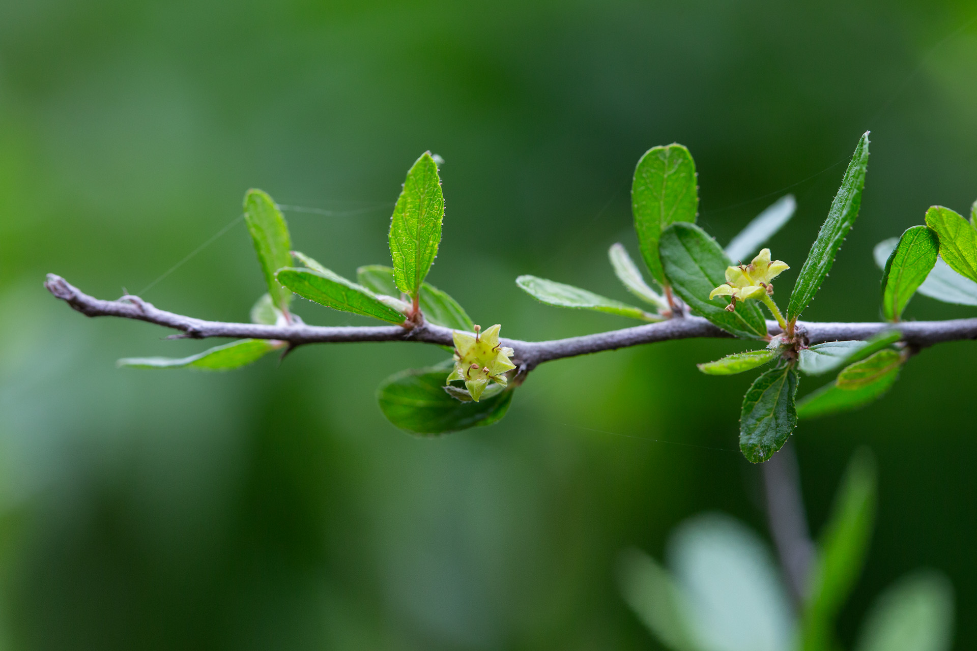 Texas hog plum is known for its tiny dry fruits, but the bright flowers can be so tiny they're rarely noticed.