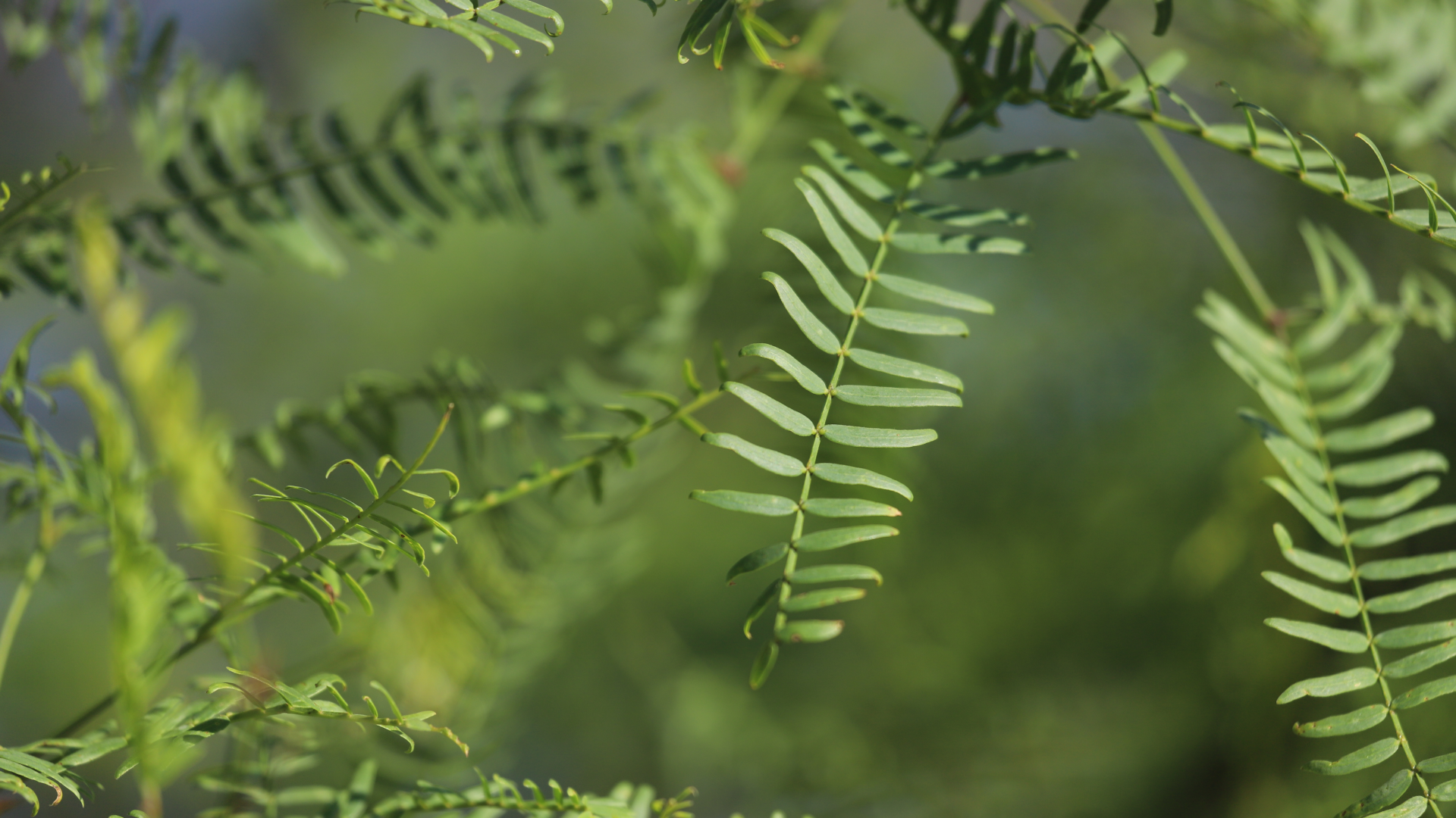 Honey mesquite is a willow-like thorny legume with low-hanging boughs.