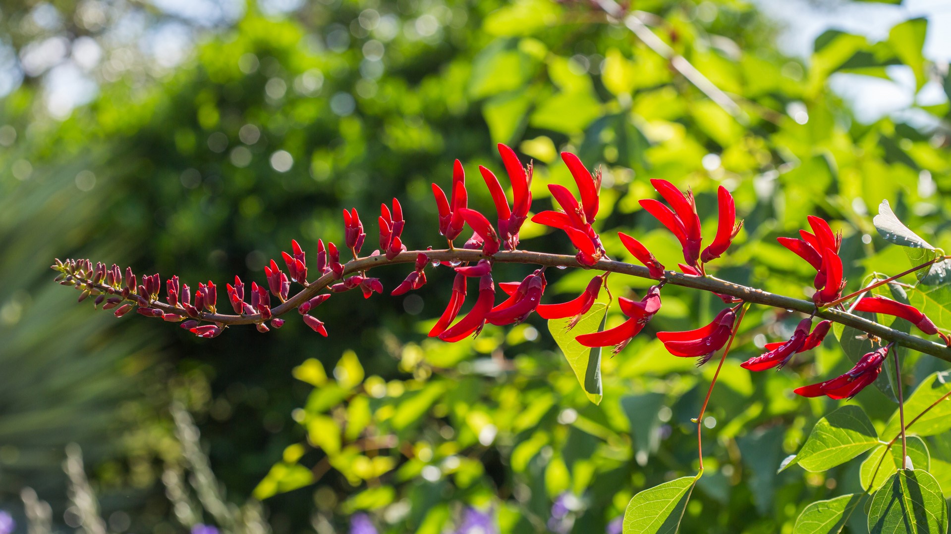Indian coral tree showing fireman's cap flowers