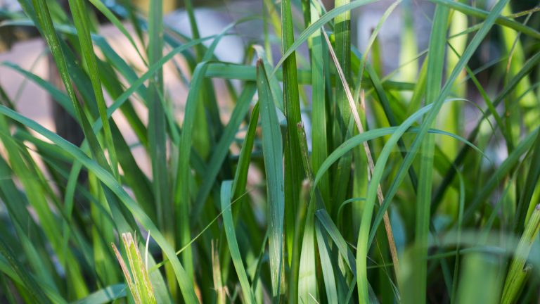 Lemongrass leaves