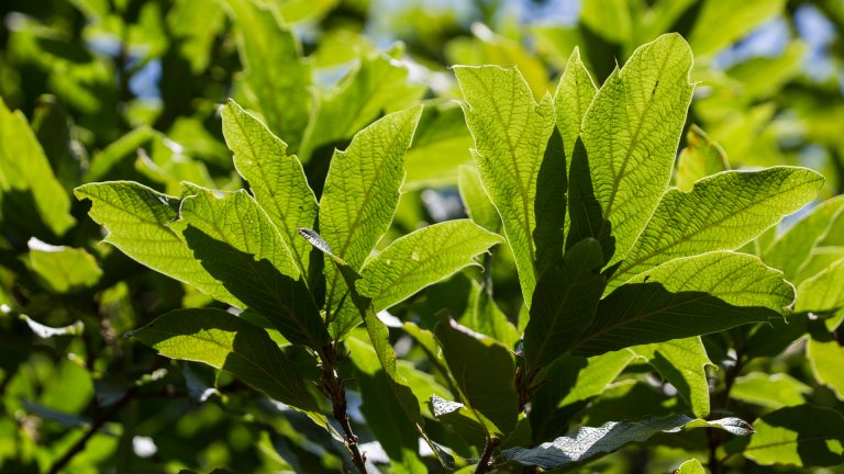 Loquat oak leaves.