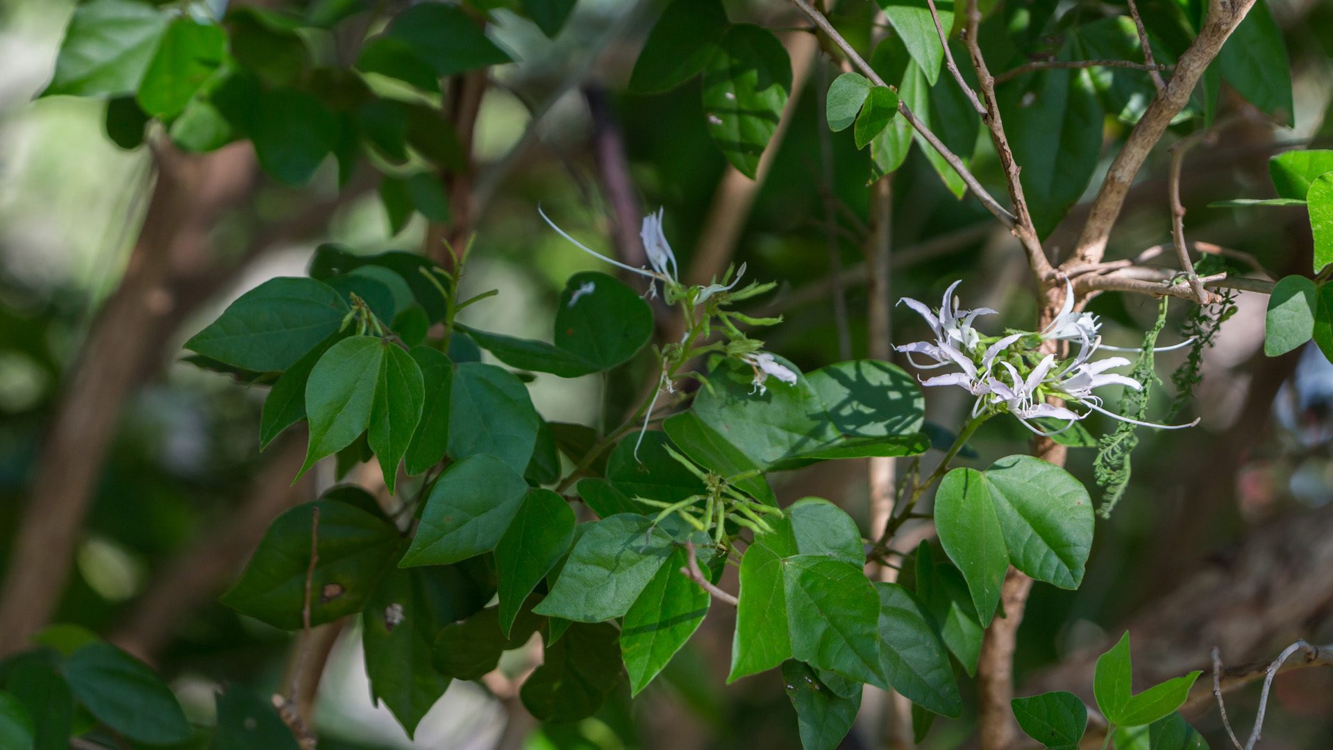 Mexican orchid tree leaves and flowers.