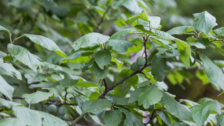 Mexican plum leaves.
