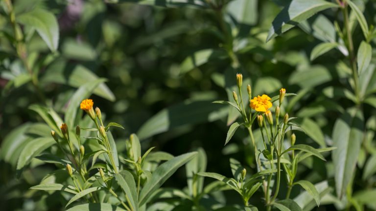 Mexican tarragon leaves and flowers.