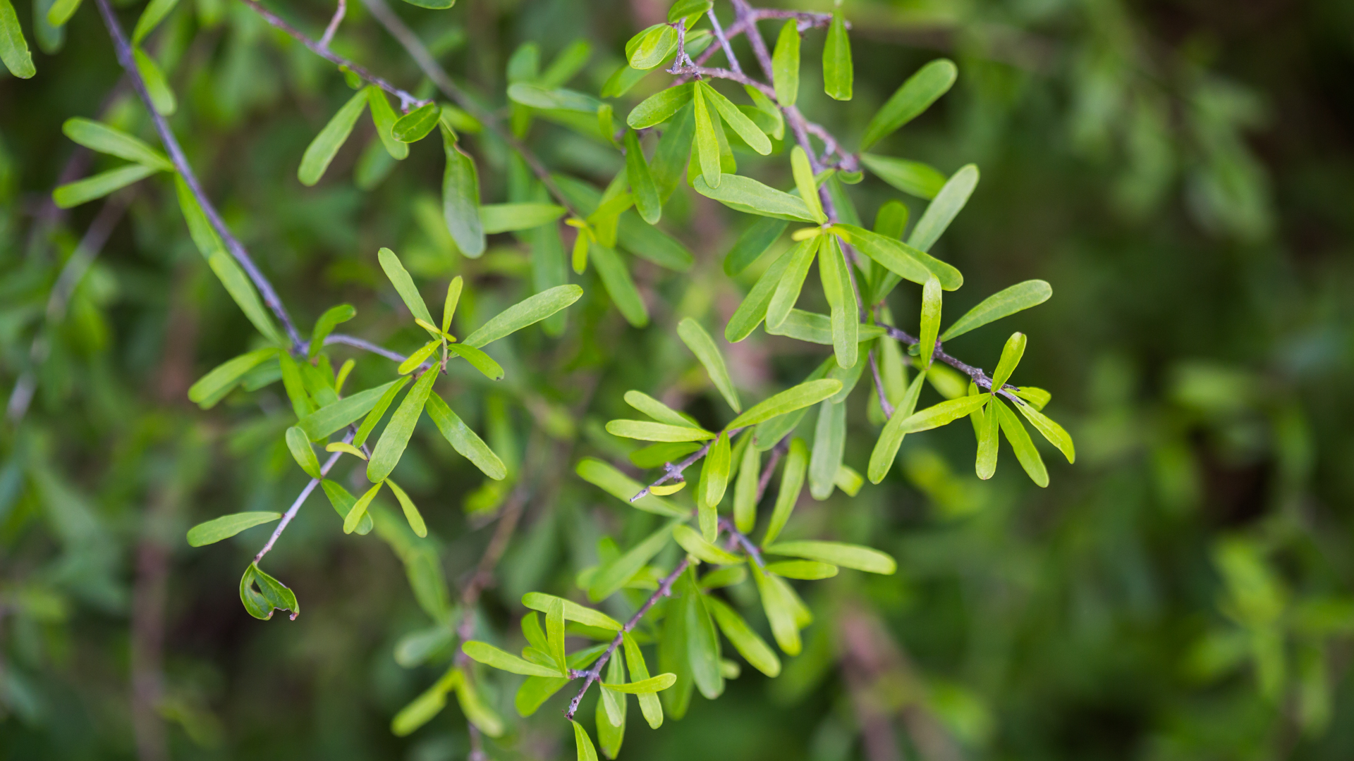 Narrow-leaf elbowbush leaves.