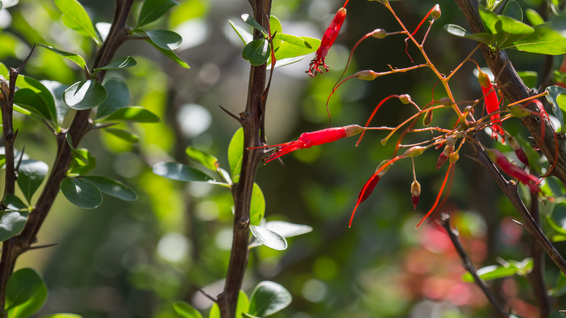 Ocotillo leaves and flowers.