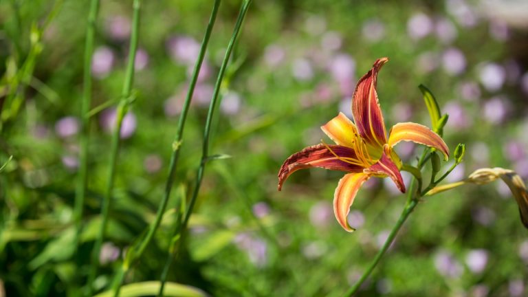 Daylilly flower.